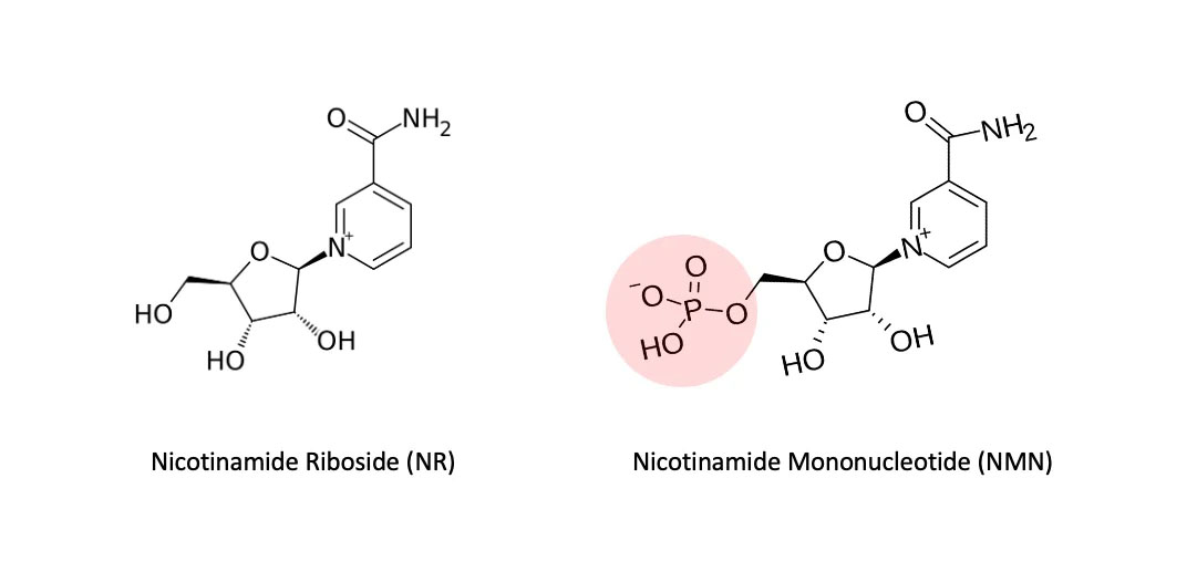NMN va NR co the duoc xem la anh em ho voi nhau