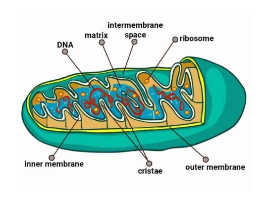 Sức khoẻ ti thể - Chìa khoá kéo dài tuổi thọ và lão hoá