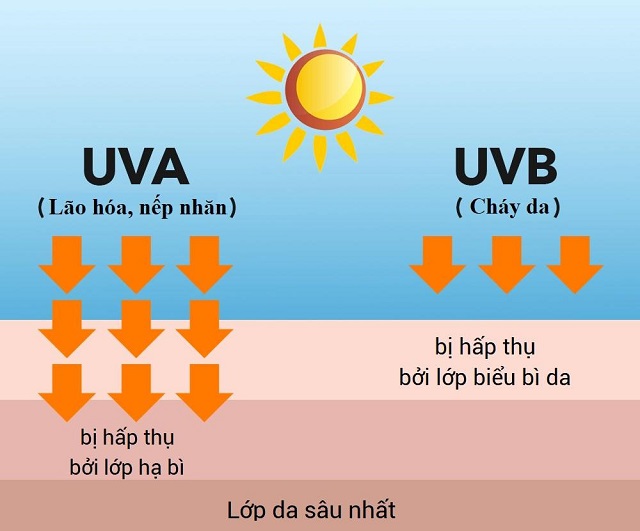 ảnh hưởng của tia UV