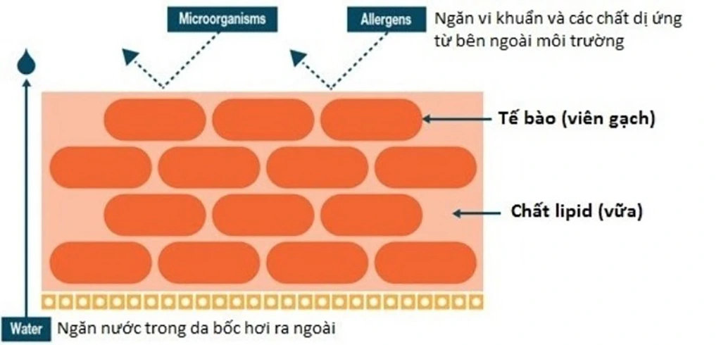 Tổn Thương Hàng Rào Bảo Vệ Da Là Gì? Nguyên Nhân Và Cách Phục Hồi Hiệu Quả hàng rào bảo vệ da